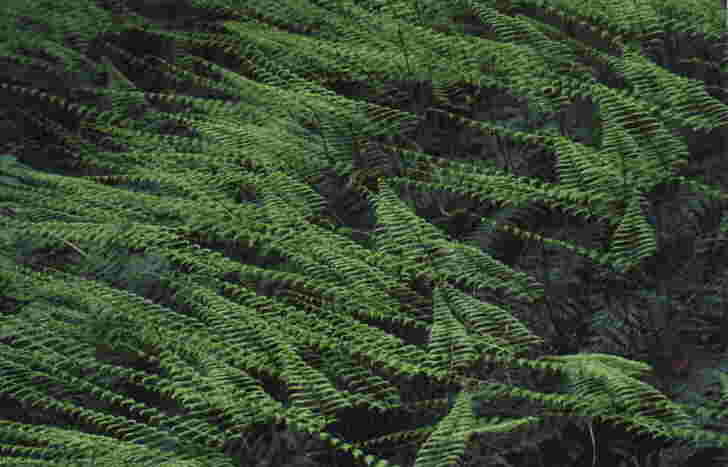 miyake5.jpg