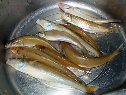 邼