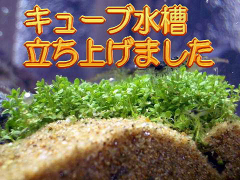 水温 ネオンテトラ